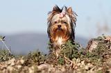 YORKSHIRE TERRIER 213